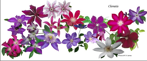 cascade of clematis 